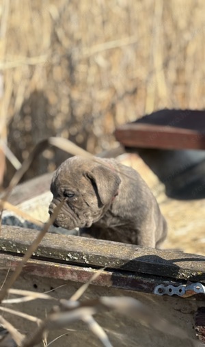 Cane Corso szürke csikos kan EUCH WCH vonallal tenyésztői garanciával eladó - kép 4