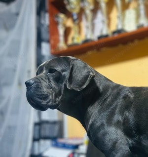 Cane Corso szürke csikos kan EUCH WCH vonallal tenyésztői garanciával eladó - kép 8