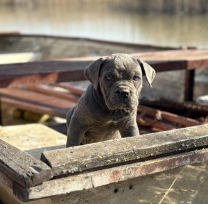 Cane Corso szürke szuka Euch, Wch vonallal tenyésztői garanciával eladó - kép 4