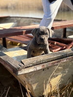 Cane Corso szürke szuka Euch, Wch vonallal tenyésztői garanciával eladó - kép 2