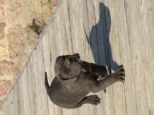 Cane Corso szürke szuka Euch, Wch vonallal tenyésztői garanciával eladó - kép 5