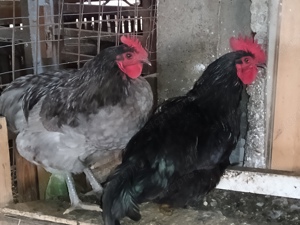 Australorp Kakasok Eladóak  - kép 1