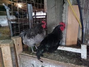 Australorp Kakasok Eladóak  - kép 2