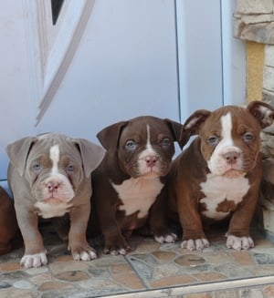 American bully pocket kiskutyák  - kép 3