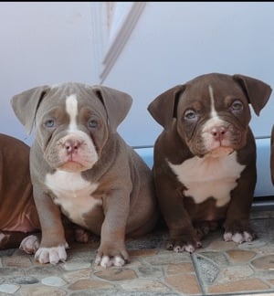 American bully pocket kiskutyák  - kép 4