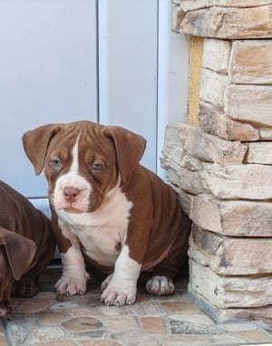 American bully pocket kiskutyák  - kép 2