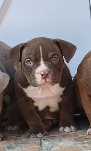 American bully pocket kiskutyák  - kép 6