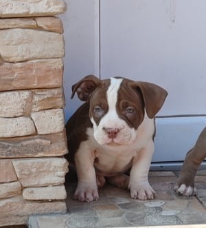 American bully pocket kiskutyák  - kép 5