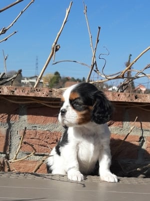 Ritka szép eladó cavalier king charles spániel tricolor kiskutyák - kép 4