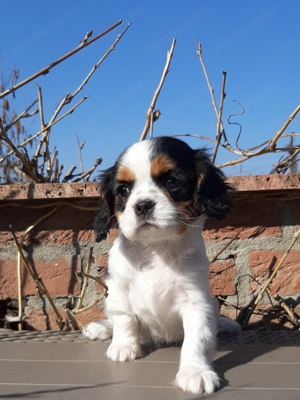 Ritka szép eladó cavalier king charles spániel tricolor kiskutyák - kép 5