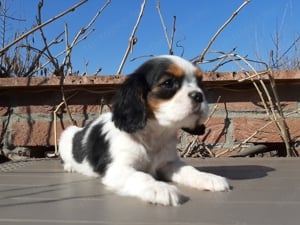 Ritka szép eladó cavalier king charles spániel tricolor kiskutyák - kép 6