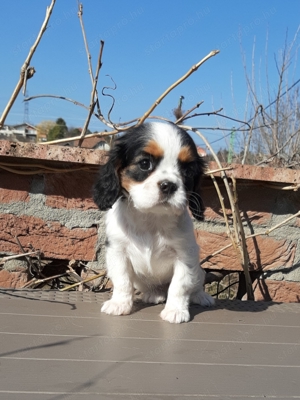 Ritka szép eladó cavalier king charles spániel tricolor kiskutyák - kép 3