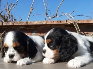 Ritka szép eladó cavalier king charles spániel tricolor kiskutyák - kép 2