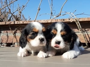 Ritka szép eladó cavalier king charles spániel tricolor kiskutyák - kép 7