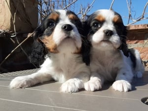 Ritka szép eladó cavalier king charles spániel tricolor kiskutyák - kép 8