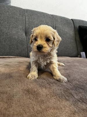 Maltipoo kutyusok 