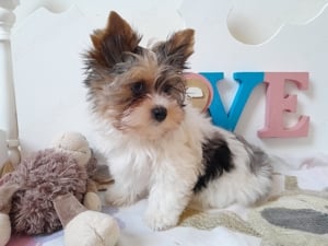 Gyönyörű szép Blueberry merle Yorkshire terrier kisfiú (yorki) - kép 6