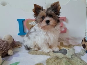 Gyönyörű szép Blueberry merle Yorkshire terrier kisfiú (yorki) - kép 3