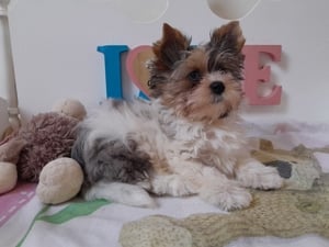 Gyönyörű szép Blueberry merle Yorkshire terrier kisfiú (yorki) - kép 5