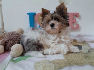 Gyönyörű szép Blueberry merle Yorkshire terrier kisfiú (yorki) - kép 2