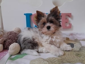 Gyönyörű szép Blueberry merle Yorkshire terrier kisfiú (yorki)