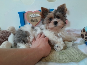 Gyönyörű szép Blueberry merle Yorkshire terrier kisfiú (yorki) - kép 4