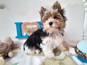 Gyönyörű szép Biewer Yorkshire terrier kisfiú (yorki) - kép 5