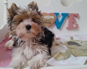 Gyönyörű szép Biewer Yorkshire terrier kisfiú (yorki)