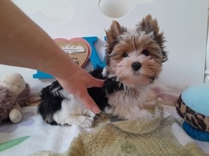 Gyönyörű szép Biewer Yorkshire terrier kisfiú (yorki) - kép 7