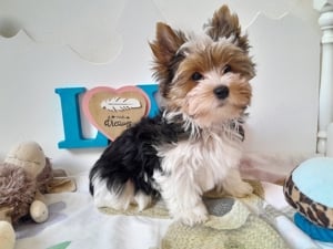 Gyönyörű szép Biewer Yorkshire terrier kisfiú (yorki) - kép 3