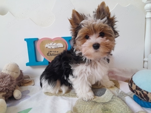 Gyönyörű szép Biewer Yorkshire terrier kisfiú (yorki) - kép 2