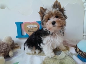 Gyönyörű szép Biewer Yorkshire terrier kisfiú (yorki) - kép 4