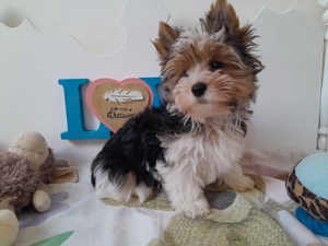 Gyönyörű szép Biewer Yorkshire terrier kisfiú (yorki) - kép 6