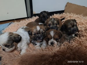 Shih tzu (si cu) kiskutyák - kép 2