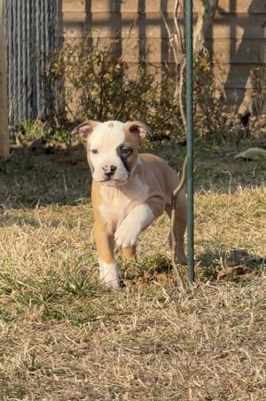 Amstaff kölykök gazdisodnak