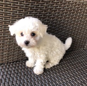 Eladók Bichon Havanese kiskutyák - kép 4