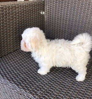 Eladók Bichon Havanese kiskutyák - kép 2