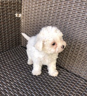 Eladók Bichon Havanese kiskutyák - kép 6