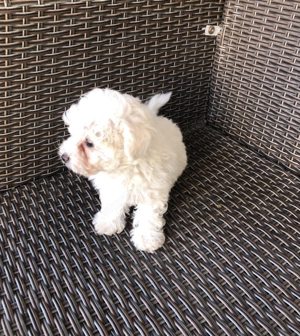 Eladók Bichon Havanese kiskutyák - kép 5