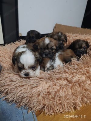 Shih tzu (si cu) kiskutyák - kép 3