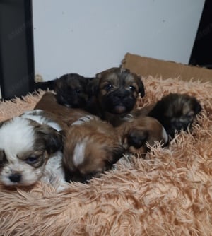 Shih tzu (si cu) kiskutyák