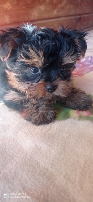 Yorkshire terrier mini kan , chippelve , szerződéssel  - kép 5