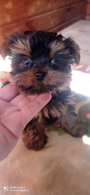 Yorkshire terrier mini kan , chippelve , szerződéssel  - kép 2