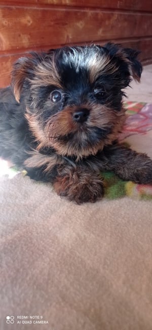 Yorkshire terrier mini kan , chippelve , szerződéssel  - kép 4