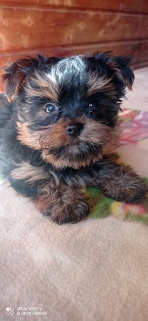 Yorkshire terrier mini kan , chippelve , szerződéssel  - kép 3