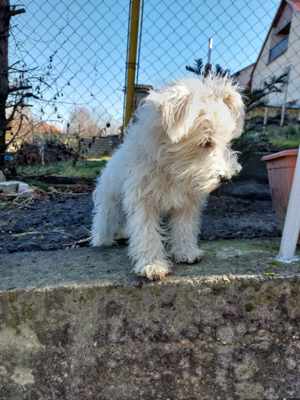 Törpe schnauzer kisfiú . - kép 7