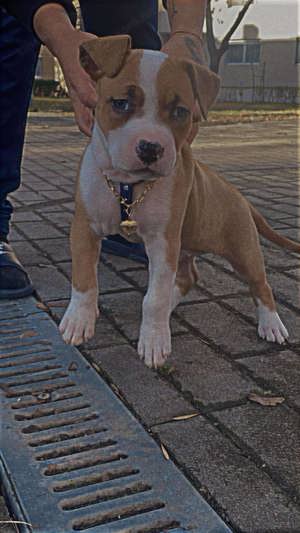 Amerikai staffordshire terrier  - kép 3