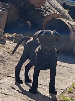 Cane corso kiskutyák