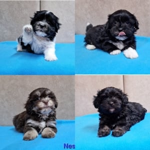 Bichon havanese törzskönyvezhető kiskutyák