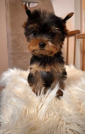 Yorkshire terrier  - kép 3